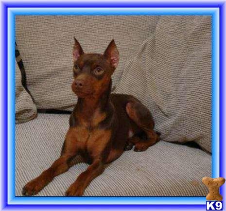a miniature pinscher dog sitting on a couch