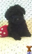 poodle puppy posted by kimanderson57