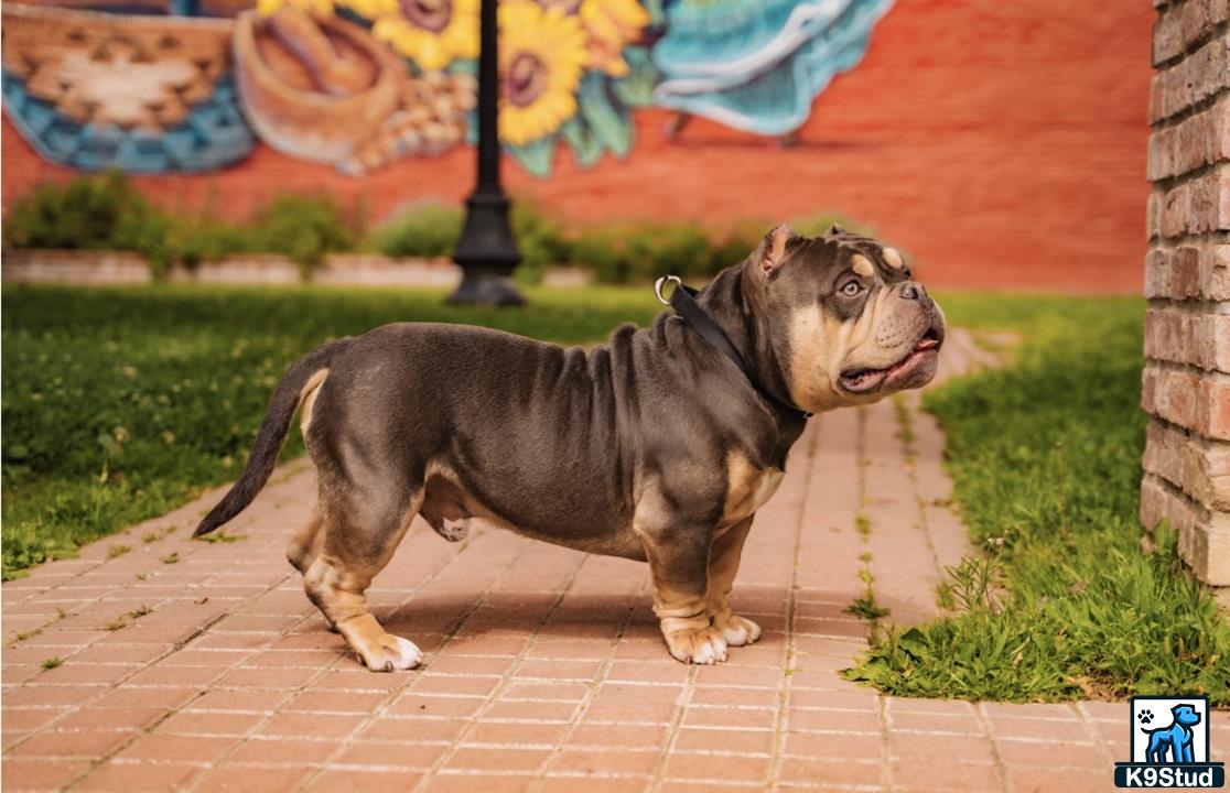 a american bully dog walking on a brick path