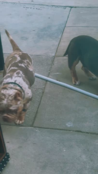 American Bully stud dog: Error: Operation returned an invalid status code BadRequest<br/>Stack Trace:    at Microsoft.Azure.CognitiveServices.Vision.ComputerVision.ComputerVisionClient.<DescribeImageInStreamWithHttpMessagesAsync>d__41.MoveNext()
--- End of stack t