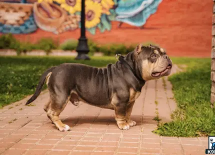 a american bully dog walking on a brick path