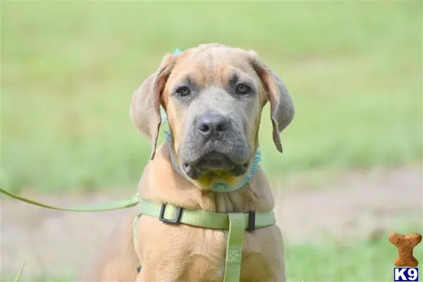 Cane Corso puppy for sale