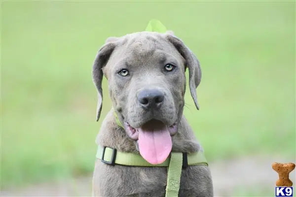 Cane Corso puppy for sale