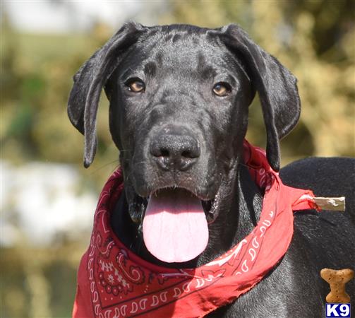 a black great dane dog with its mouth open
