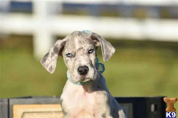 Great Dane puppy for sale