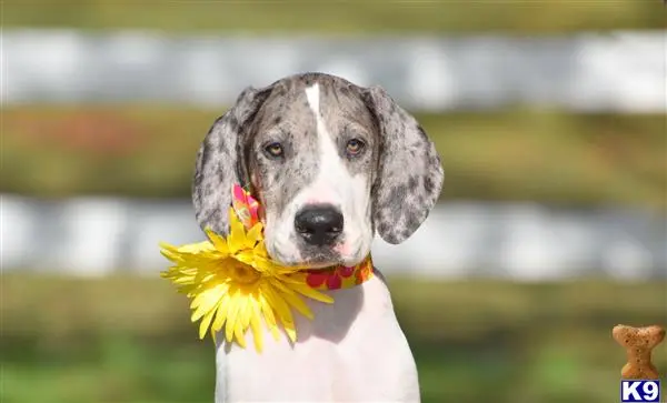 Great Dane puppy for sale