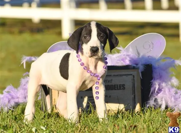 Great Dane puppy for sale