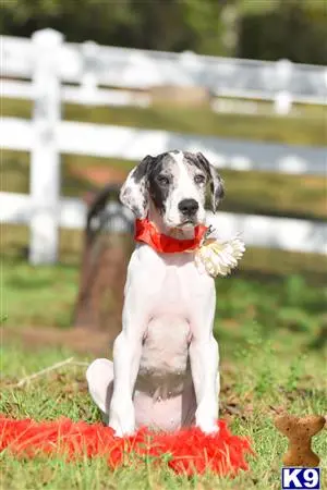 Great Dane puppy for sale