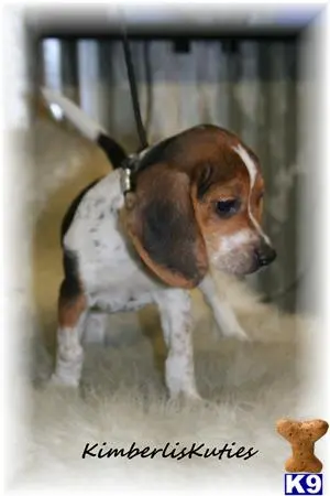 Beagle puppy for sale