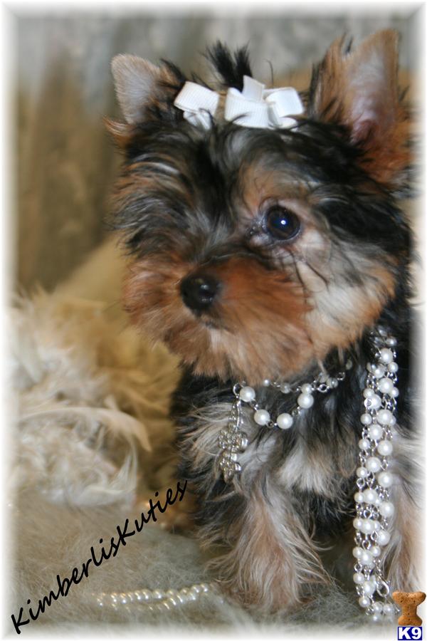 Yorkshire Terrier Puppy for Sale Paislee Female Yorkshire Terrier