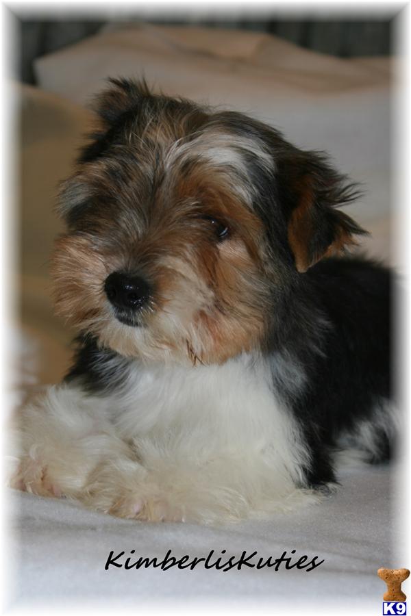 puppies for sale tx yorkie puppies terrier puppy for sale in houston tx breeds picture puppies for sale tx yorkie puppies terrier puppy for sale in houston tx breeds picture