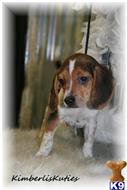 beagle puppy posted by kimberliskuties
