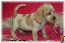 beagle puppy posted by kimberliskuties