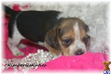 beagle puppy posted by kimberliskuties