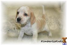 beagle puppy posted by kimberliskuties