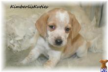 beagle puppy posted by kimberliskuties