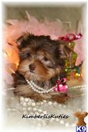 Yorkshire Terrier