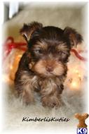 Yorkshire Terrier