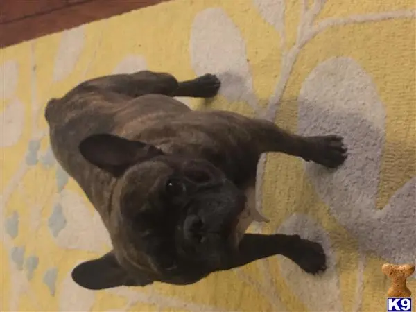 French Bulldog stud dog: a french bulldog dog lying on a blanket