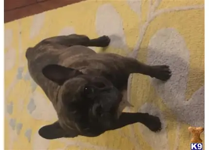 French Bulldog stud dog: a french bulldog dog lying on a blanket