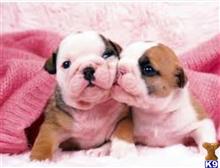 bulldog puppy posted by kimberly31