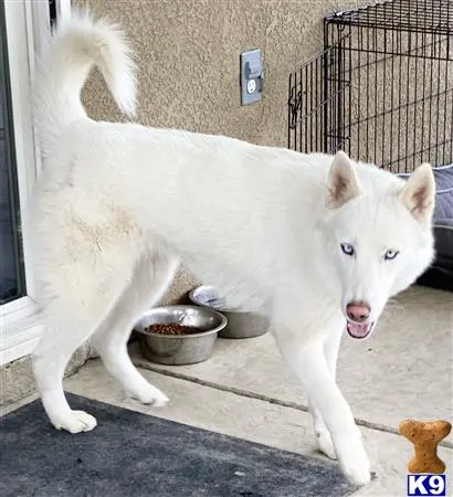 Siberian Husky female dog