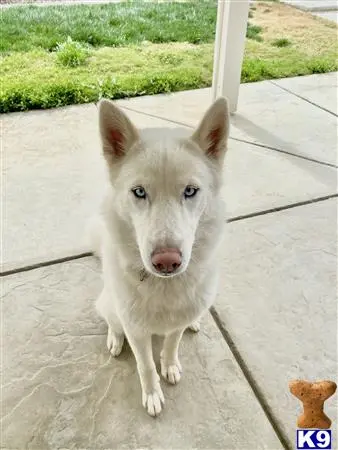 Siberian Husky female dog