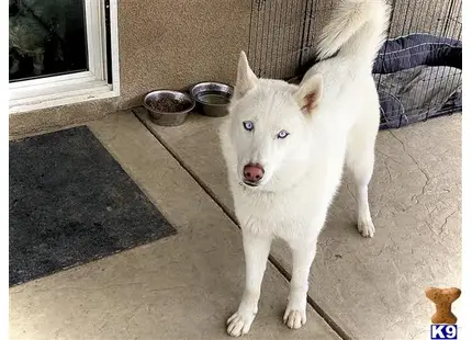 Siberian Husky
