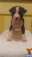 american staffordshire terrier puppy posted by kimblekennels2006