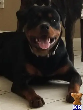 Rottweiler stud dog