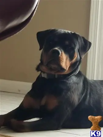 Rottweiler stud dog