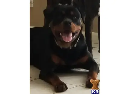 Rottweiler