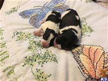miniature schnauzer puppy posted by kimbridg