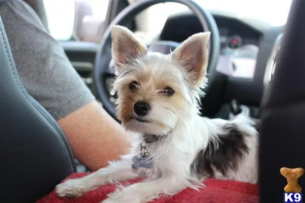 Yorkshire Terrier stud dog