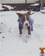 Staffordshire Bull Terrier