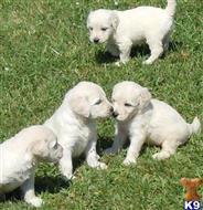 golden retriever puppies spartanburg sc golden retriever puppies for sale golden retriever puppies spartanburg sc golden retriever puppies for sale