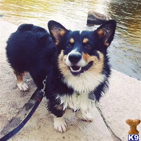 Pembroke Welsh Corgi stud dog