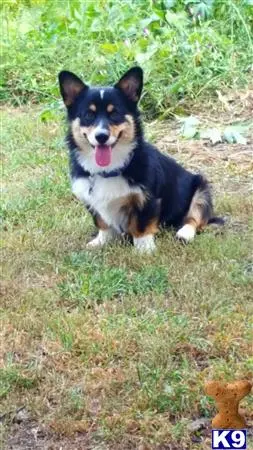 Pembroke Welsh Corgi stud dog