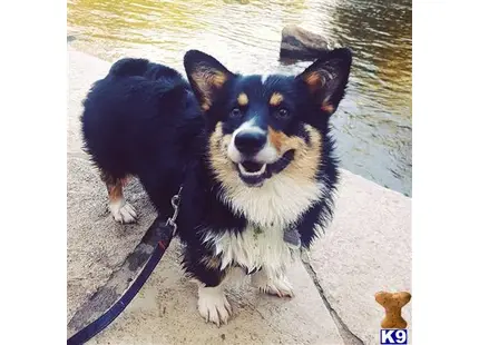 Pembroke Welsh Corgi