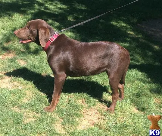 Labrador Retriever puppy for sale