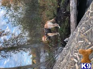 Labrador Retriever stud dog