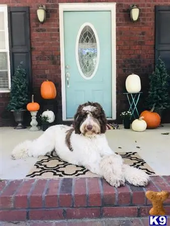 Labradoodle stud dog