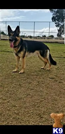 German Shepherd stud dog