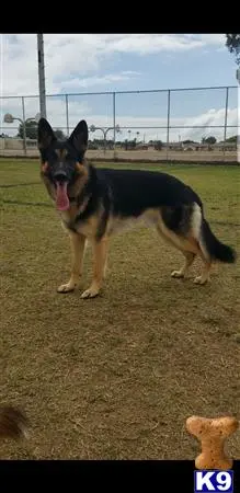 German Shepherd stud dog