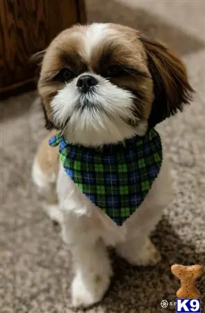 Shih Tzu stud dog