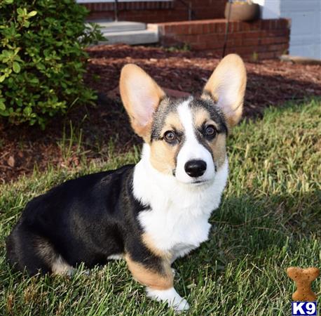 Pembroke Welsh Corgi