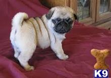 pug puppy posted by kinfersty