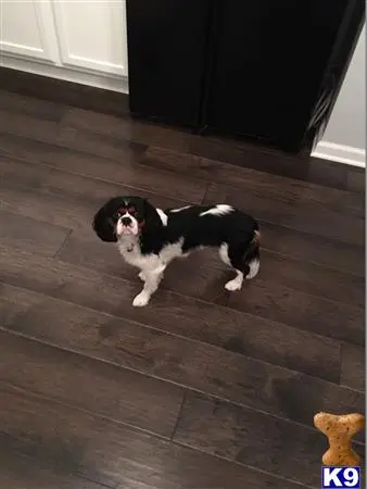 Cavalier King Charles Spaniel stud dog: a cavalier king charles spaniel dog standing on a tile floor