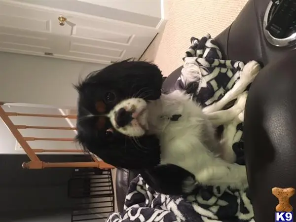 Cavalier King Charles Spaniel stud dog: a cavalier king charles spaniel dog lying on a bed