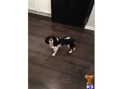 Cavalier King Charles Spaniel stud dog: a cavalier king charles spaniel dog standing on a tile floor
